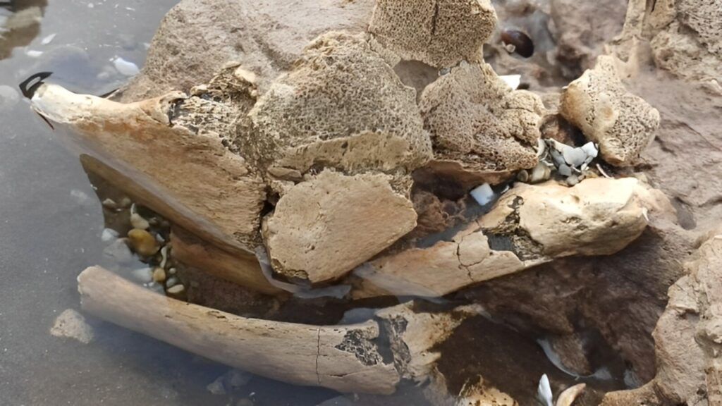 Los restos encontrados por la estudiante de geolog&iacute;a Amparo Iglesias. (La Nueva)