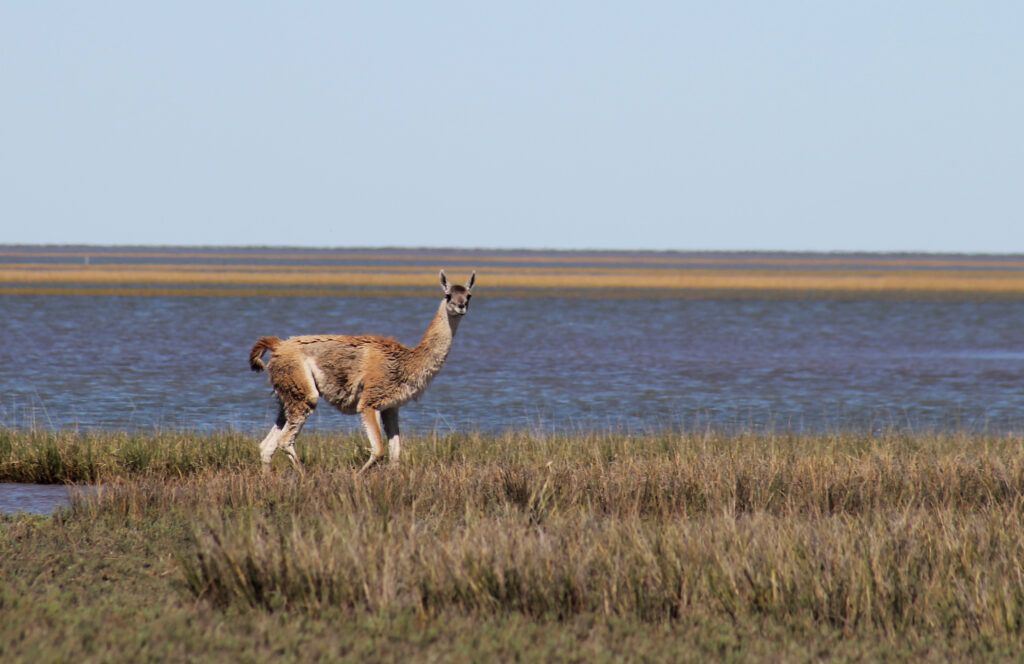 Un ejemplar de la población de guanacos en las islas Zuraitas. (Gentileza Martín Sotelo)