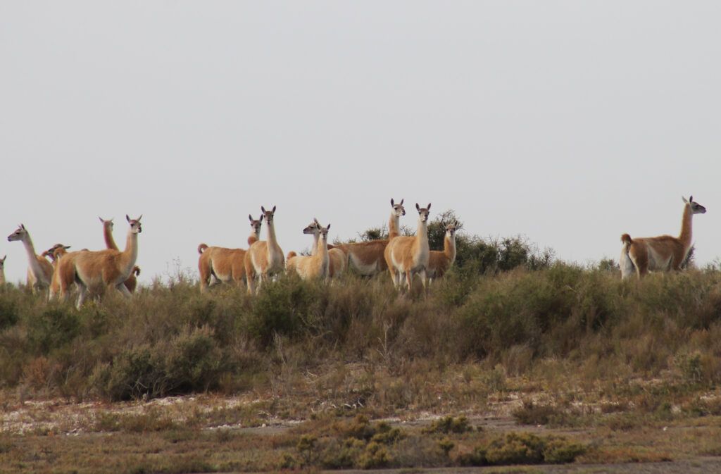 Un grupo de guanacos en la isla Bermejo. (Gentileza Martín Sotelo)