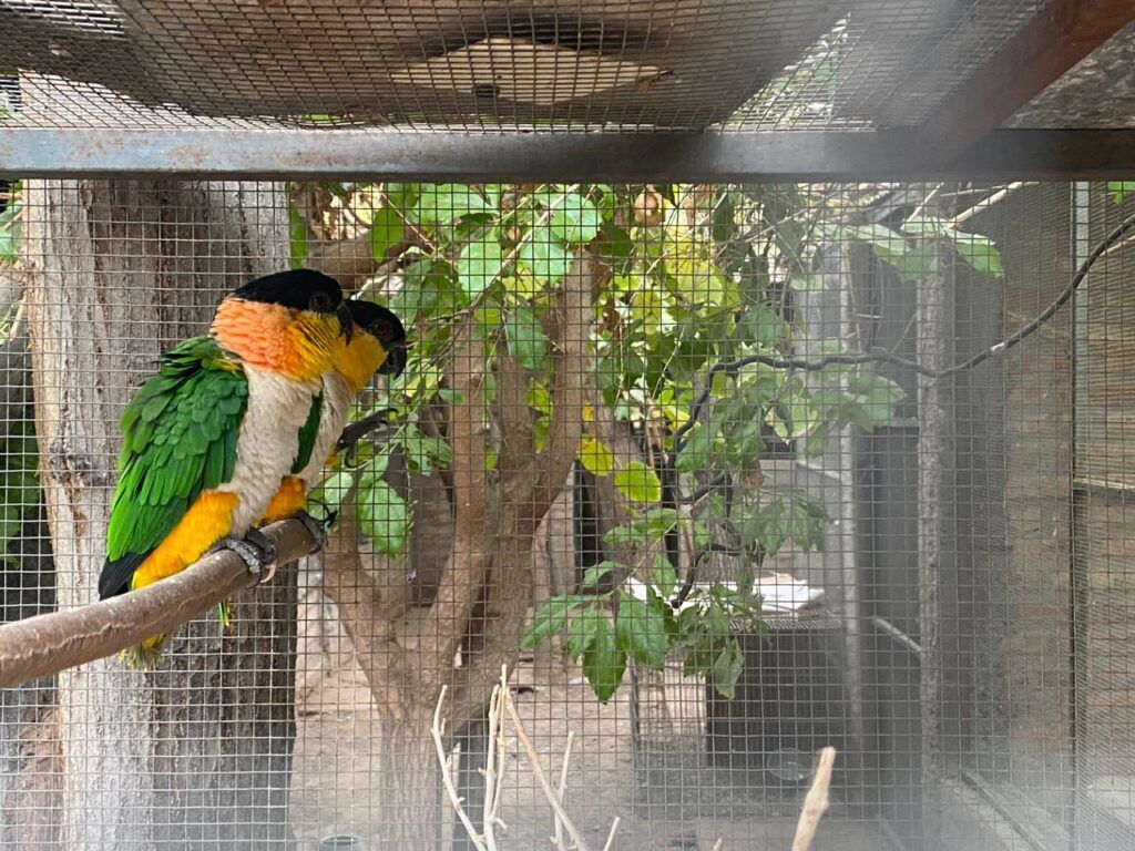 Las aves fueron señaladas como “especies protegidas” autóctonas, exóticas y en crítico peligro de extinción. - PFA -