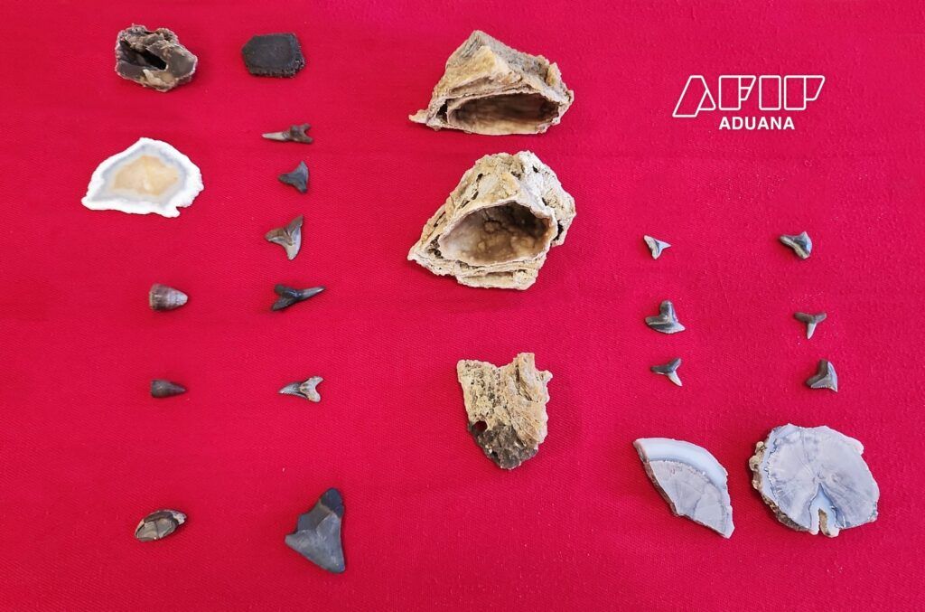 Todas las piezas que venían desde Florida etiquetadas como “piedras decorativas”. (Prensa Aduana)