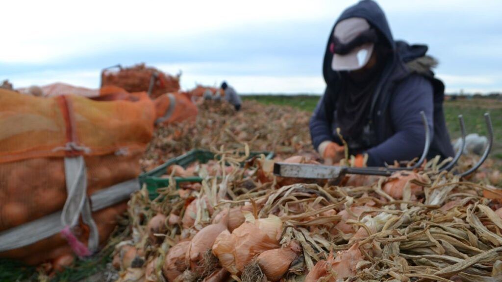 "Desde la tierra, trayectorias laborales de la producción cebollera en el Partido de Patagones".
