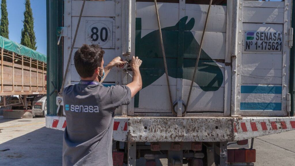 Durante 2024, el Senasa certificó la exportación 2.835 equinos a los cinco continentes. - Senasa -