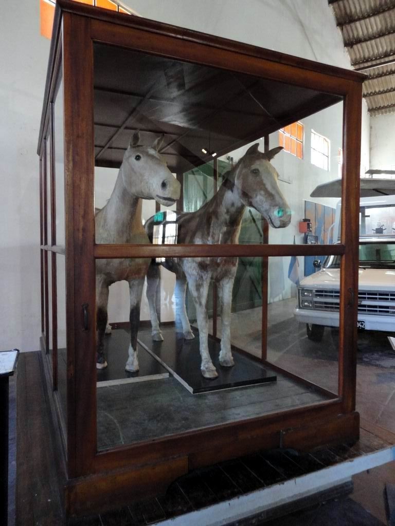Los cueros embalsamados de Gato y Mancha en el Museo del Transporte de Luj&aacute;n.
