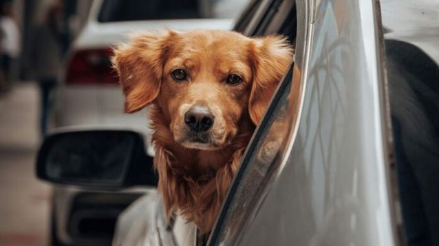 En vacaciones crecen los abandonos de animales de compañía. - Pexel -