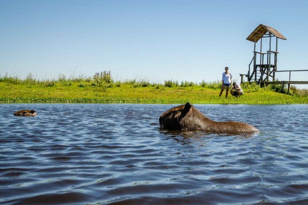 Los Esteros del Iberá, un imán para los turistas.