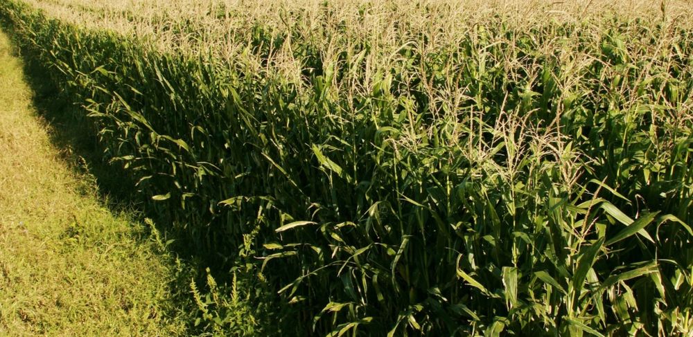 El Senasa simplificó los requisitos para la autorización de productos fitosanitarios en el país.