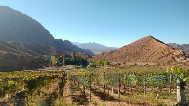 Un viñedo de altura, en Mendoza.&nbsp;