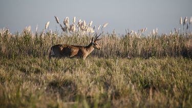 campos del tuyu, el parque nacional mas agreste de la provincia de buenos aires