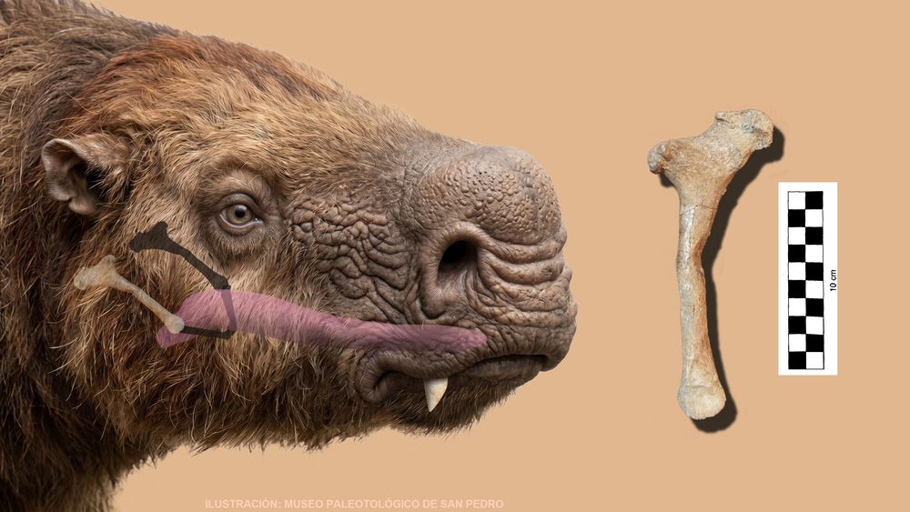 Como una aguja en un pajar: hallaron el hueso hioides de un perezoso prehistórico Como una aguja en un pajar: hallaron el hueso hioides de un perezoso prehistórico