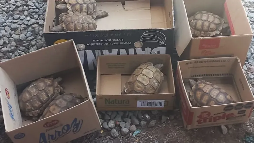 Entre las especies encontradas en Olavarría había tortugas y aves silvestre.