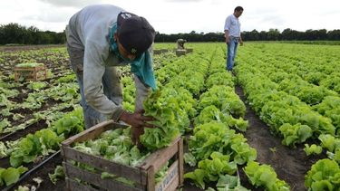 La produccción hortiflorícola se realiza en más de cien municipios bonaerenses.