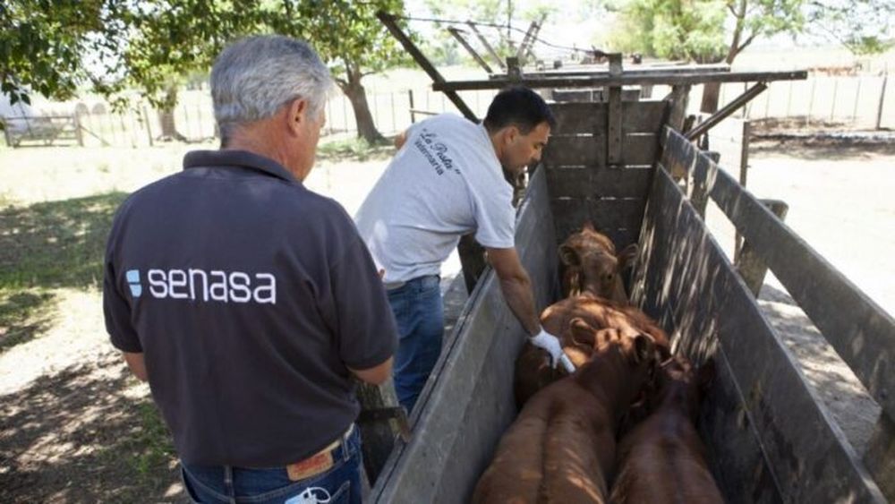 Campaña de vacunación contra la fiebre aftosa. - Senasa -