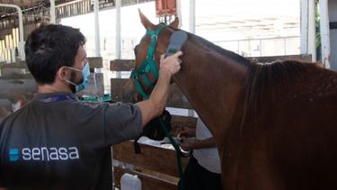 Namibia abrió su mercado para la importación de equinos en pie procedentes de Argentina. - Senasa -