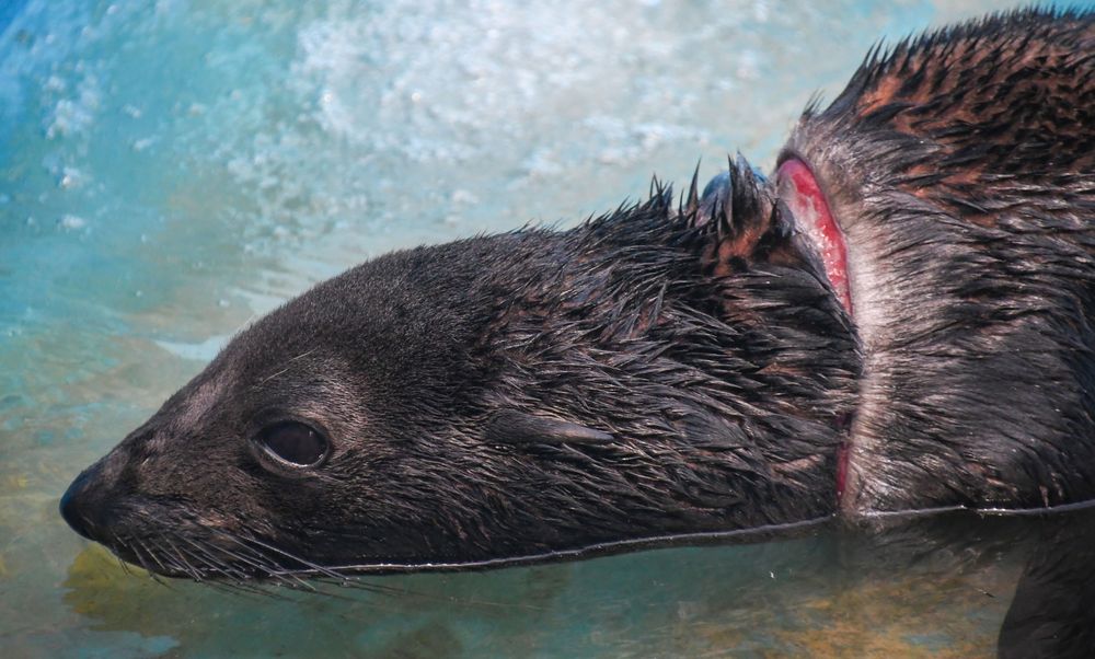 Así llegó el lobo marino al Centro de Rescate. Así llegó el lobo marino al Centro de Rescate.