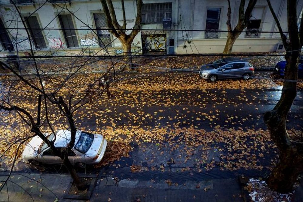 La tormenta desparramó las hojas otoñales en La Plata. (DIB)