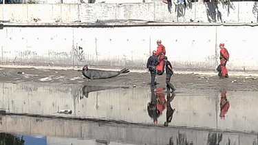 Los rescatistas se acercan con cuidado al ejemplar de elefante marino hallado en La Plata.