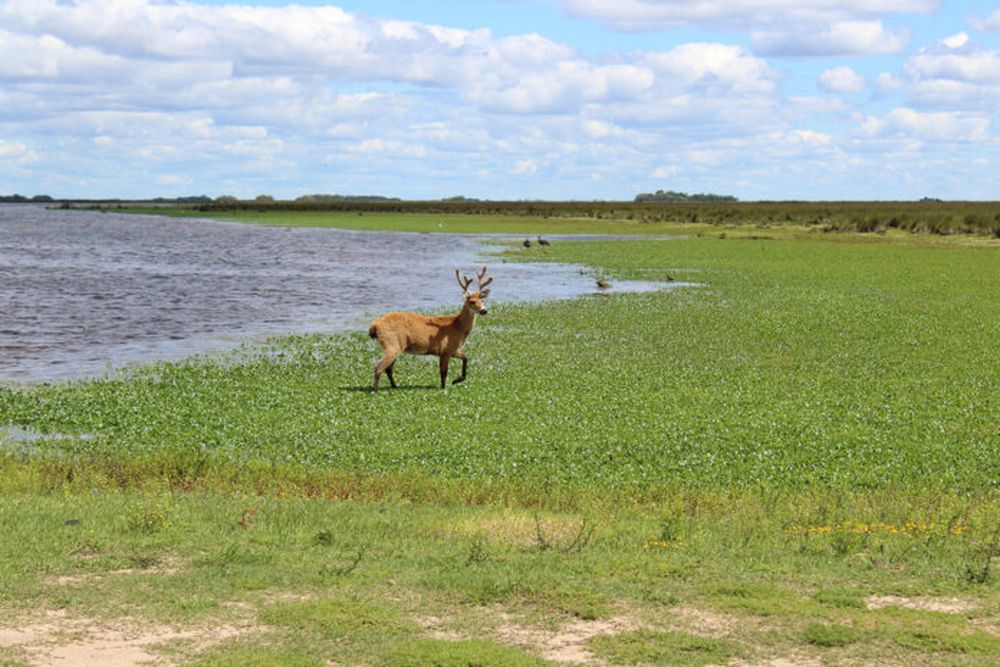 El Parque Nacional Ciervos de los Pantanos es una de las principales atracciones de Campana. (Argentina.gob.ar)
