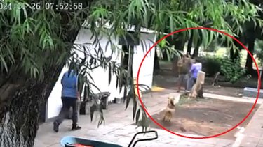 El momento en el que los trabajadores se trenzaron en la pelea y uno le cortó la oreja al otro. (Captura de video)