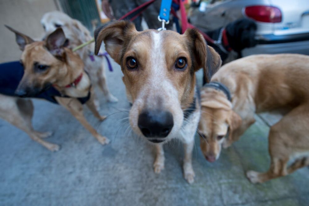 La ley en tu vida - paseador de perros
