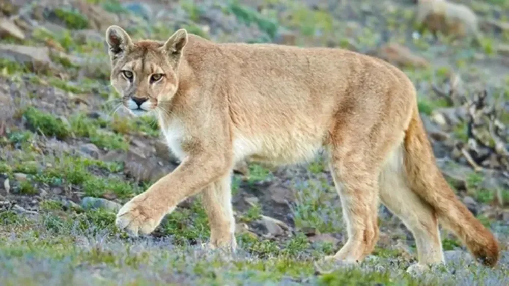 ¿Qué hacer ante la presencia de un puma?