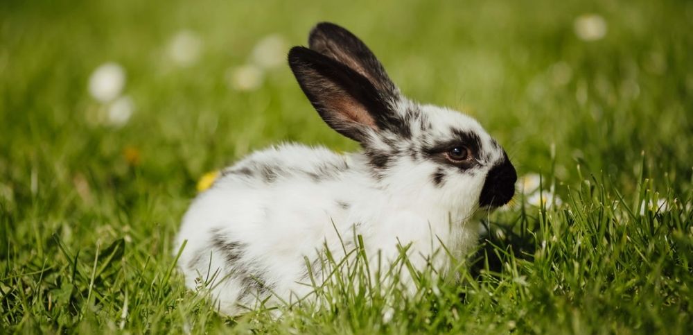 El Senasa publicó una guía para viajar al exterior con mascotas no tradicionales.