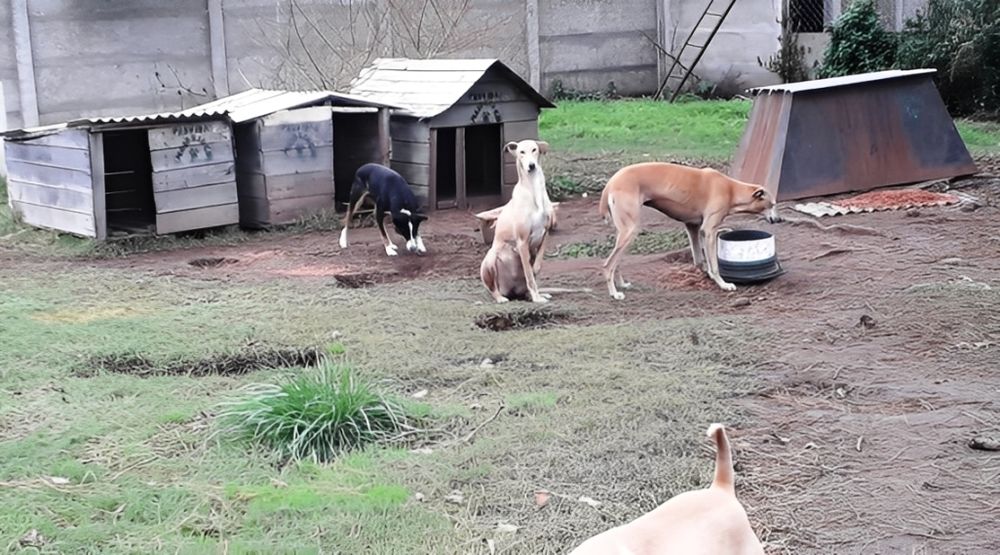 El refugio de animales municipal de General Madariaga sufre los efectos del ajuste.