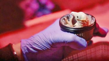 La empresa de biotecnología Colossal Biosciences logró incubar pollitos en un entorno artificial.&nbsp;