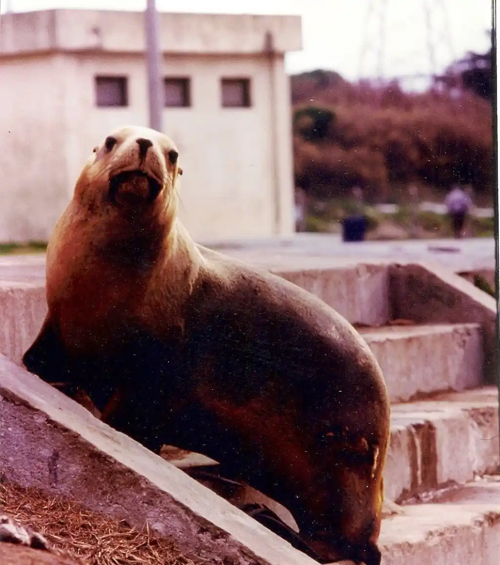 Los primeros lobos marinos llegaron en los años 80, desde Mar del Plata. Los primeros lobos marinos llegaron en los años 80, desde Mar del Plata.