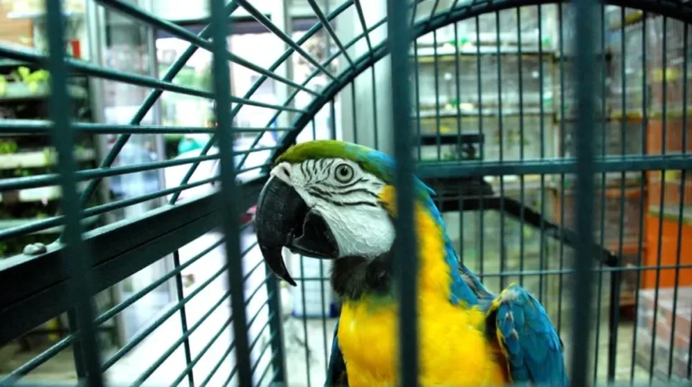 Internaron en La Plata a un hombre de 55 años con psitacosis.