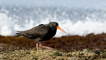 Ostrero negro, especie autóctona bonaerense. (Aves Mar Chiquita)