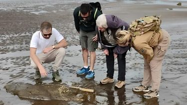 El equipo de expertos examinando los restos del perezoso en la playa de Pehuén-Co. (La Nueva)