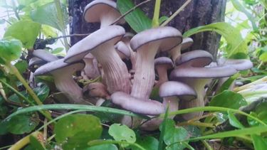 Hongos, una alternativa productiva agroecológica tanto alimenticia como medicinal.