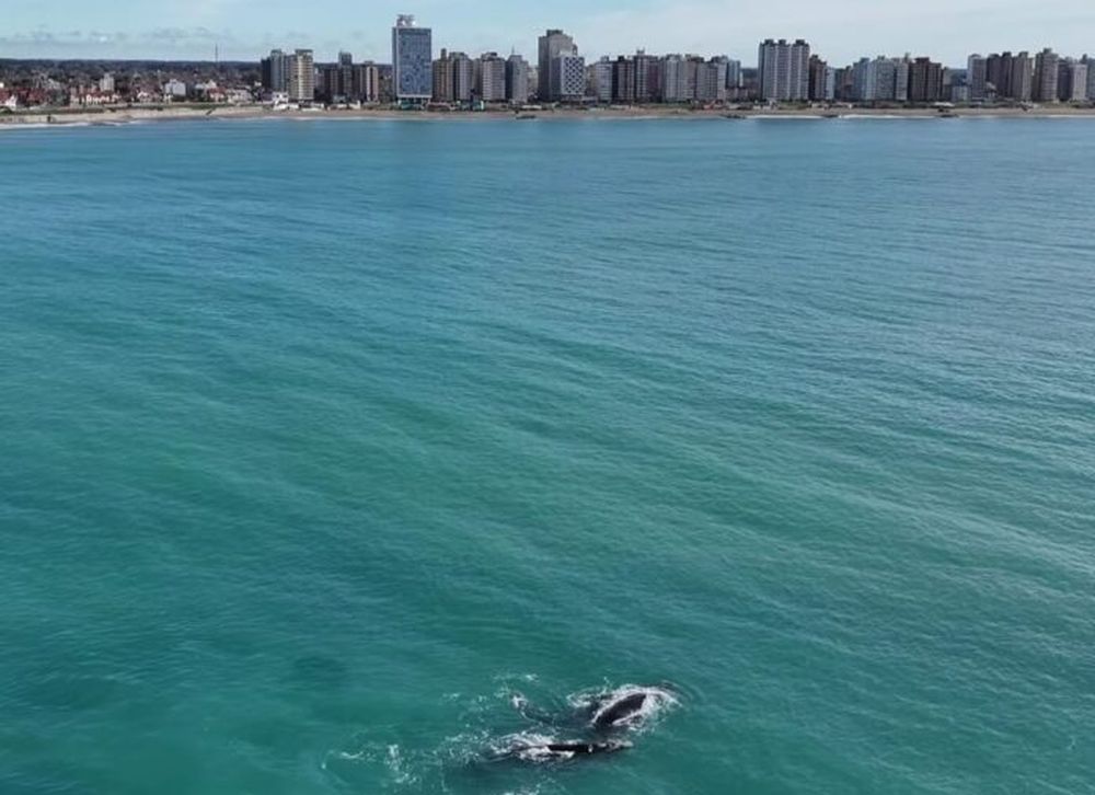 BALLENA MIRAMAR