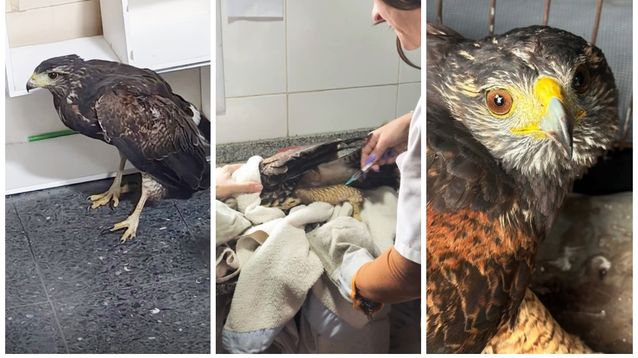 Lanús: un gavilán herido se acercó a una salita sanitaria y recibió atención veterinaria