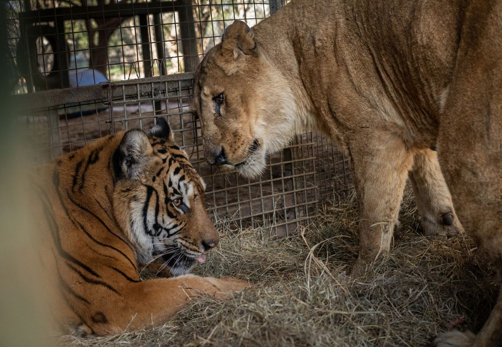 Los animales en el Zoo de Luján. (Four Paws)