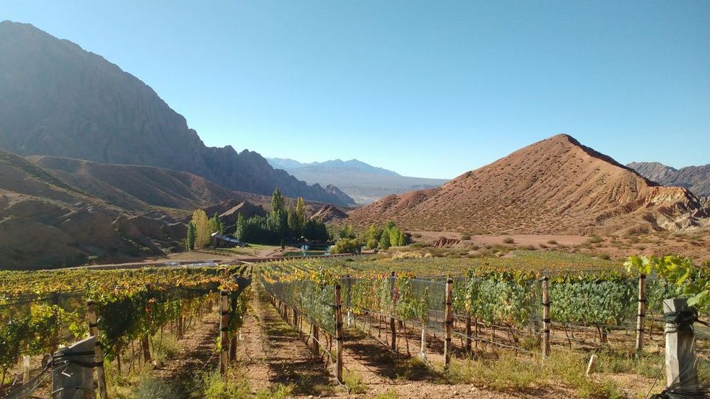 Un viñedo de altura, en Mendoza.&nbsp;