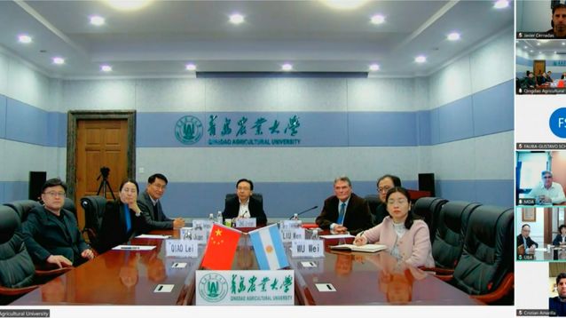 La reunión virtual del MDA, la FAUBA y la Universidad Agrícola de Qingdao.