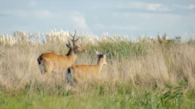 Una de las últimas poblaciones del ciervo de las pampas que sobreviven en Argentina están en el (Parque Nacional Campos del Tuyú. (Agencia CyT UNLP)