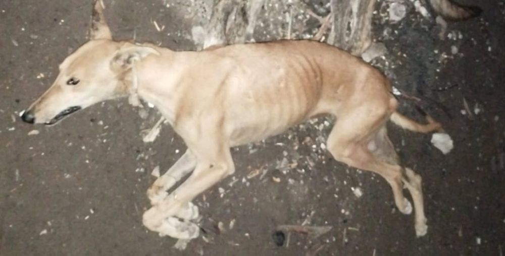 Las calles de Bolivar, conmovidas con la aparición de perros abandonados.
