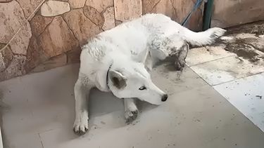 La cachorra de lobo de tres meses encontrada en Florencio Varela.&nbsp;