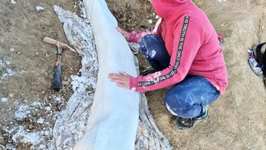 El fósil fue trasladado en el laboratorio del museo y será convenientemente acondicionado para ser exhibido en una de las salas.&nbsp;