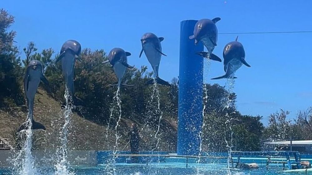 Los delfines del Aquarium Mar del Plata serán trasladados.