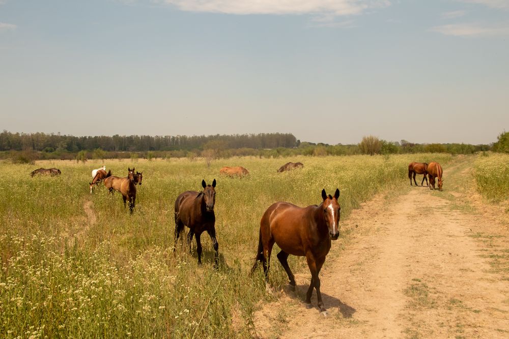 Quienes conocen El Paraíso son seducidos por la tranquilidad del campo.