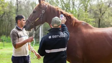 Los caballos, origen del brote que ya afecta a seres humanos.