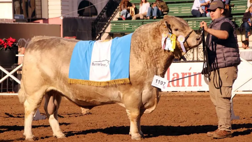 Un toro de raza Murray Grey criado en el Sudoeste Bonaerense fue distinguido como Campeón del Mundo en una competencia internacional que reunió a los mejores ejemplares de la raza. Un toro de raza Murray Grey criado en el Sudoeste Bonaerense fue distinguido como Campeón del Mundo en una competencia internacional que reunió a los mejores ejemplares de la raza.