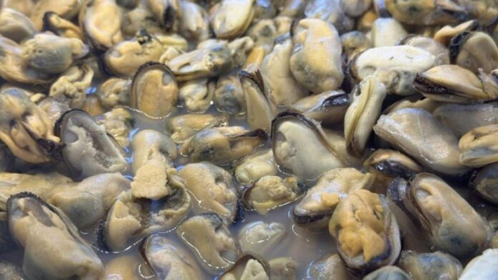 Moluscos, bivalvos o gasterópodos (almejas, mejillones, cholgas, berberechos, ostras, caracoles de mar), pueden acumular toxinas en su cuerpo al alimentarse de microalgas tóxicas y, al consumirlos, las personas pueden intoxicarse.
