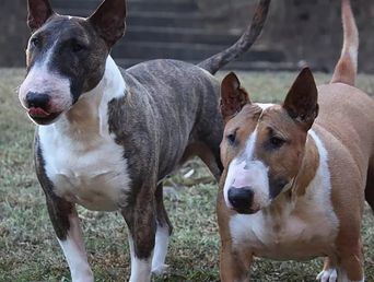 Dos perros Bull Terrier similares a los que atacaron al vecino en Ingeniero Maschwitz.