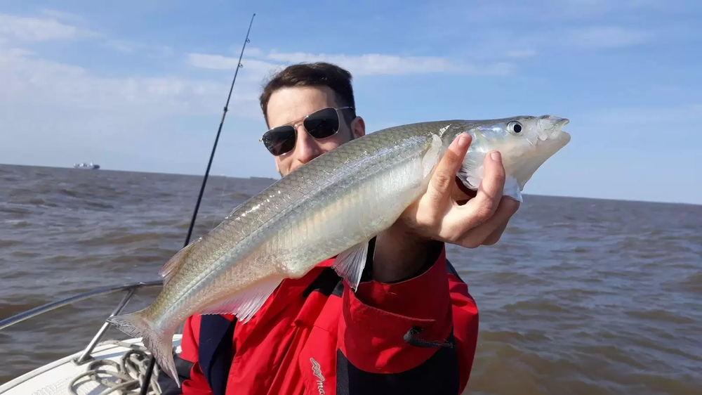 El pejerrey es el principal atractivo deportivo y turístico de las lagunas bonaerenses.