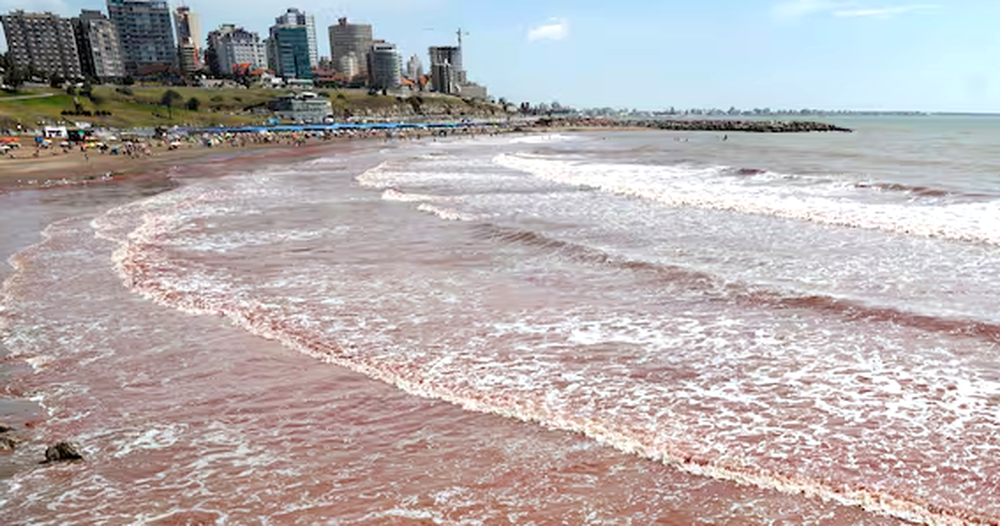 Las algas rojas coparos las playas de Mar del Plata y Necochea.